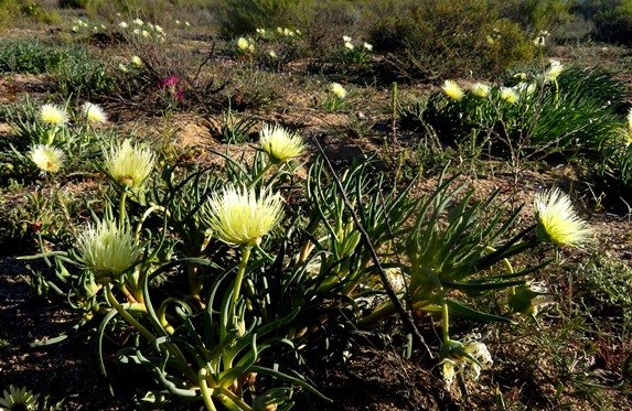 Conicosia pugioniformis subsp. alborosea flowering in August