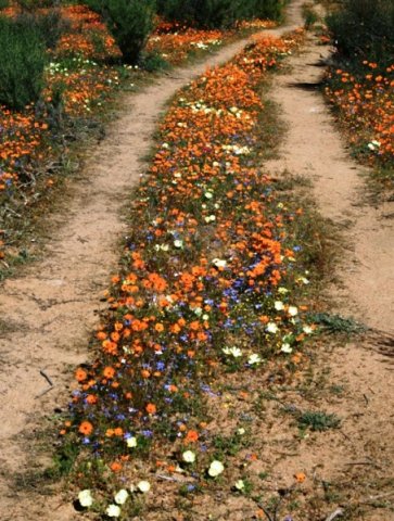 Even the roads become beautiful
