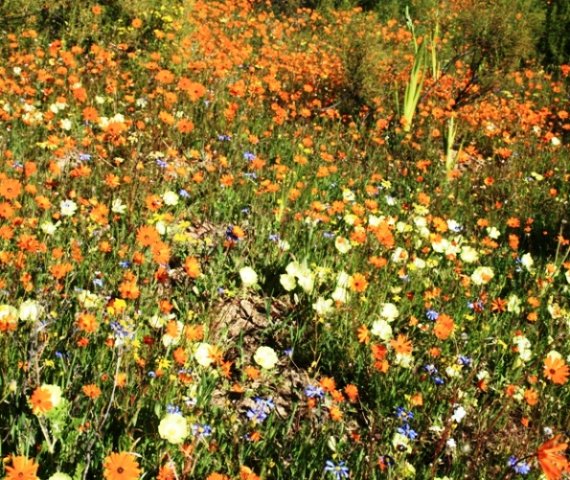 Gardening at its best