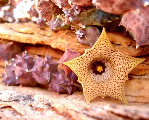 Huernia namaquensis spotted