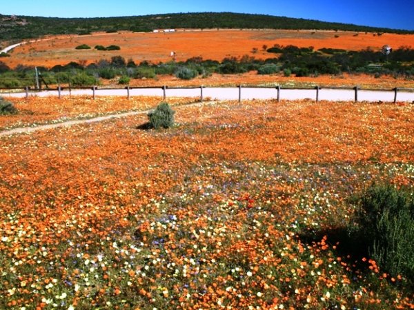 Huge crop, no harvest?