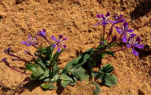 Lapeirousia jacquinii