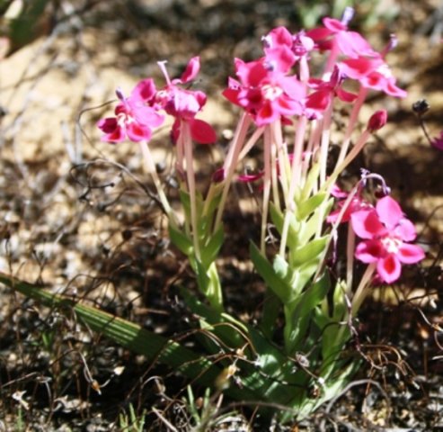 Lapeirousia silenoides