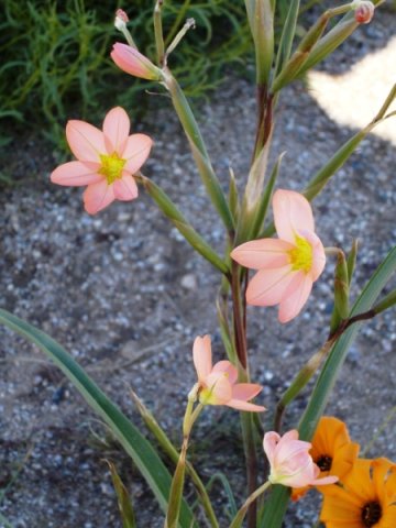 Moraea miniata