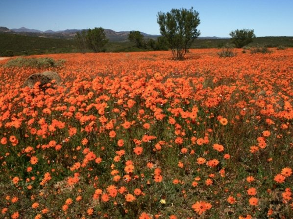 Orange for all
