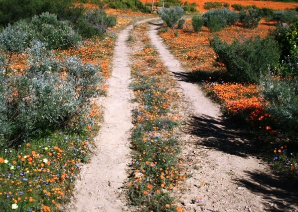Perennial shrubs among the annuals