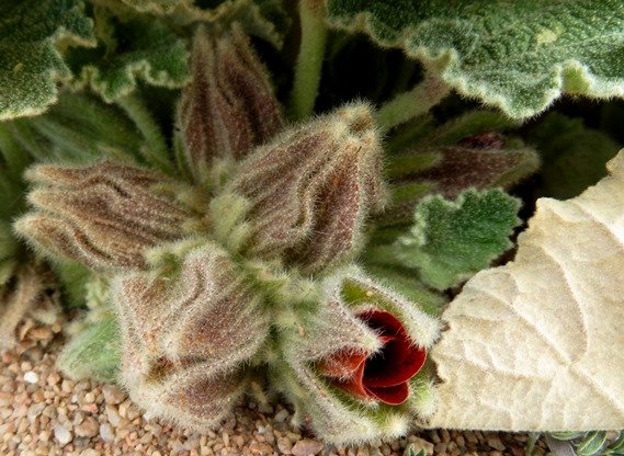 Radyera urens, the sandpampoentjie