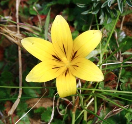 Romulea flava