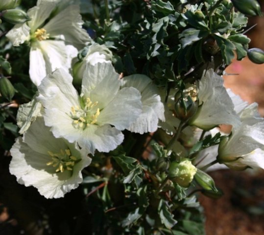 Monsonia crassicaulis