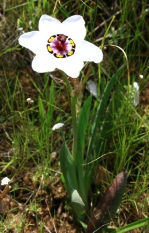 Sparaxis elegans