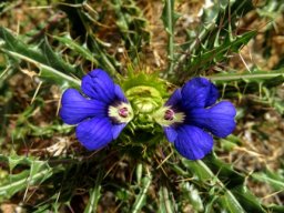 Namaqualand