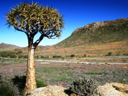 Aloidendron dichotomum