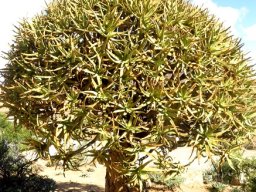 Aloidendron dichotomum rounded crown