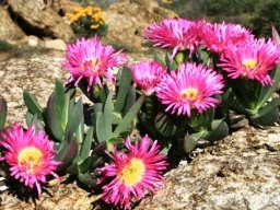 Carpobrotus quadrifidus