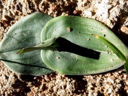 Colchicum scabromarginatum before the flowers
