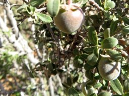 Diospyros ramulosa, the tkoenoebe