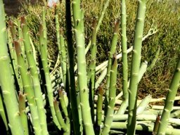 Euphorbia dregeana, the diklootmelkbos