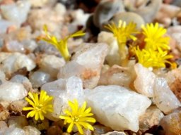 Flowering stone?