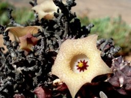 Huernia namaquensis spotless