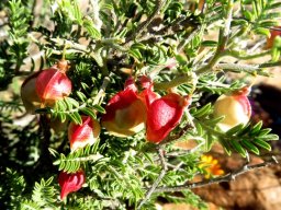 Lessertia spinescens inflated fruit