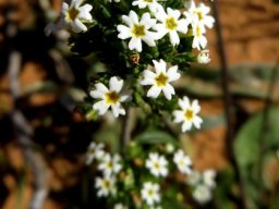Manulea praeterita