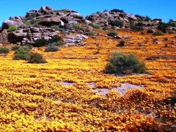Mineral wealth under the flowers