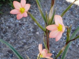 Moraea miniata