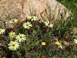 Short-term ground cover