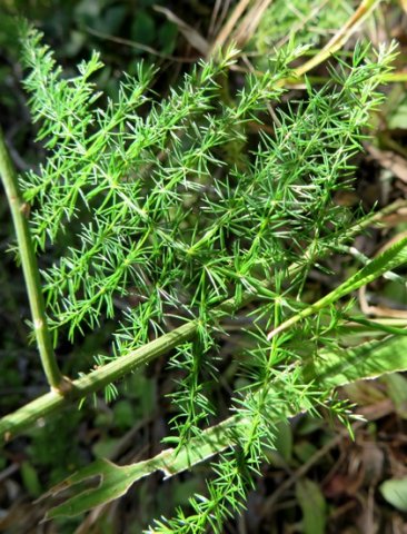 Asparagus setaceus attractive &quot;leaves&quot;