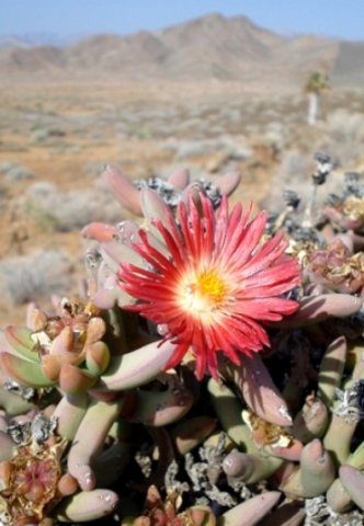 Astridia longifolia east of Helskloof in winter