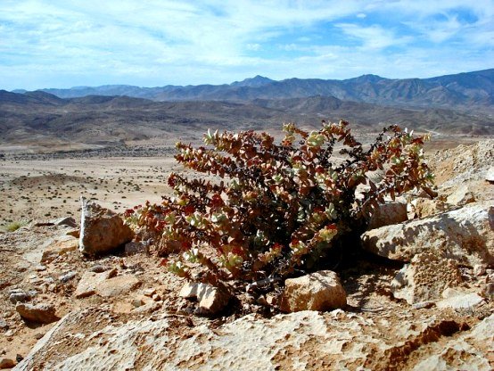 Crassula sladenii