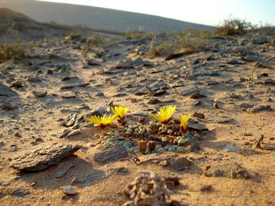 Fenestraria rhopalophylla subsp. aurantiaca