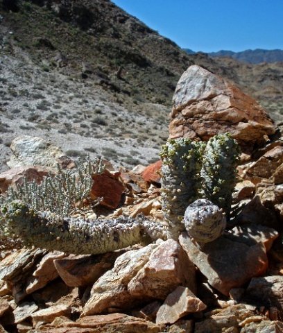 Larryleachia perlata