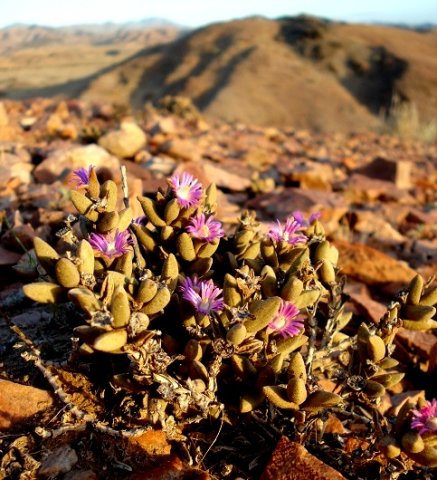 Psammophora modesta
