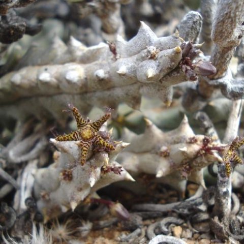 Quaqua parviflora subsp. parviflora