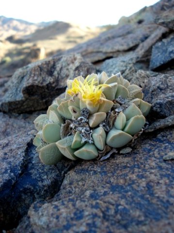 Schwantesia herrei 