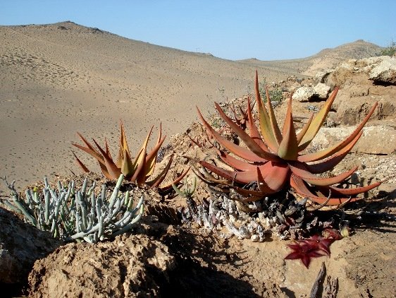 Stapelia hirsuta var. gariepensis and taller neighbours