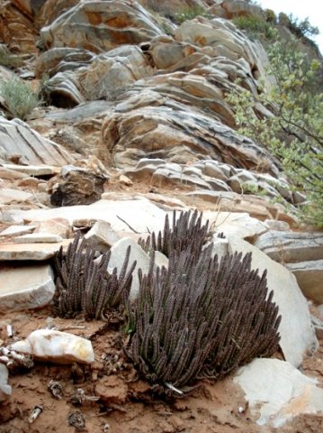 Stapelia similis