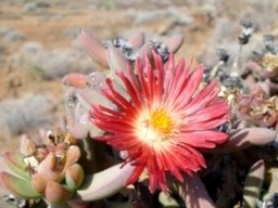 Astridia longifolia east of Helskloof in winter