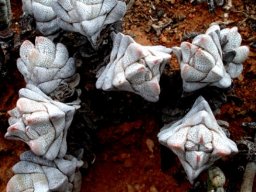 Crassula deceptor