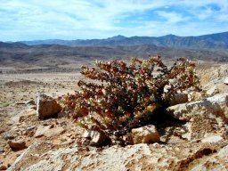 Crassula sladenii