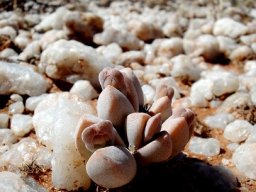Dinteranthus microspermus subsp. puberulus