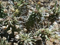 Euphorbia braunsii near the Gariep