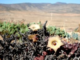 Huernia namaquensis