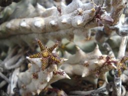 Quaqua parviflora subsp. parviflora
