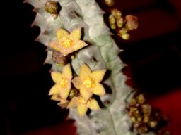 Richtersveldia columnaris