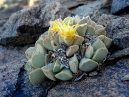 Schwantesia herrei 