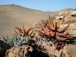 Stapelia hirsuta var. gariepensis and taller neighbours