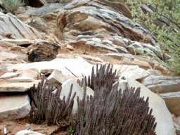 Stapelia similis
