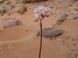 Strumaria bidentata, treasure in the desert